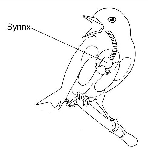 Stimmkopf &#40;Syrinx&#41;