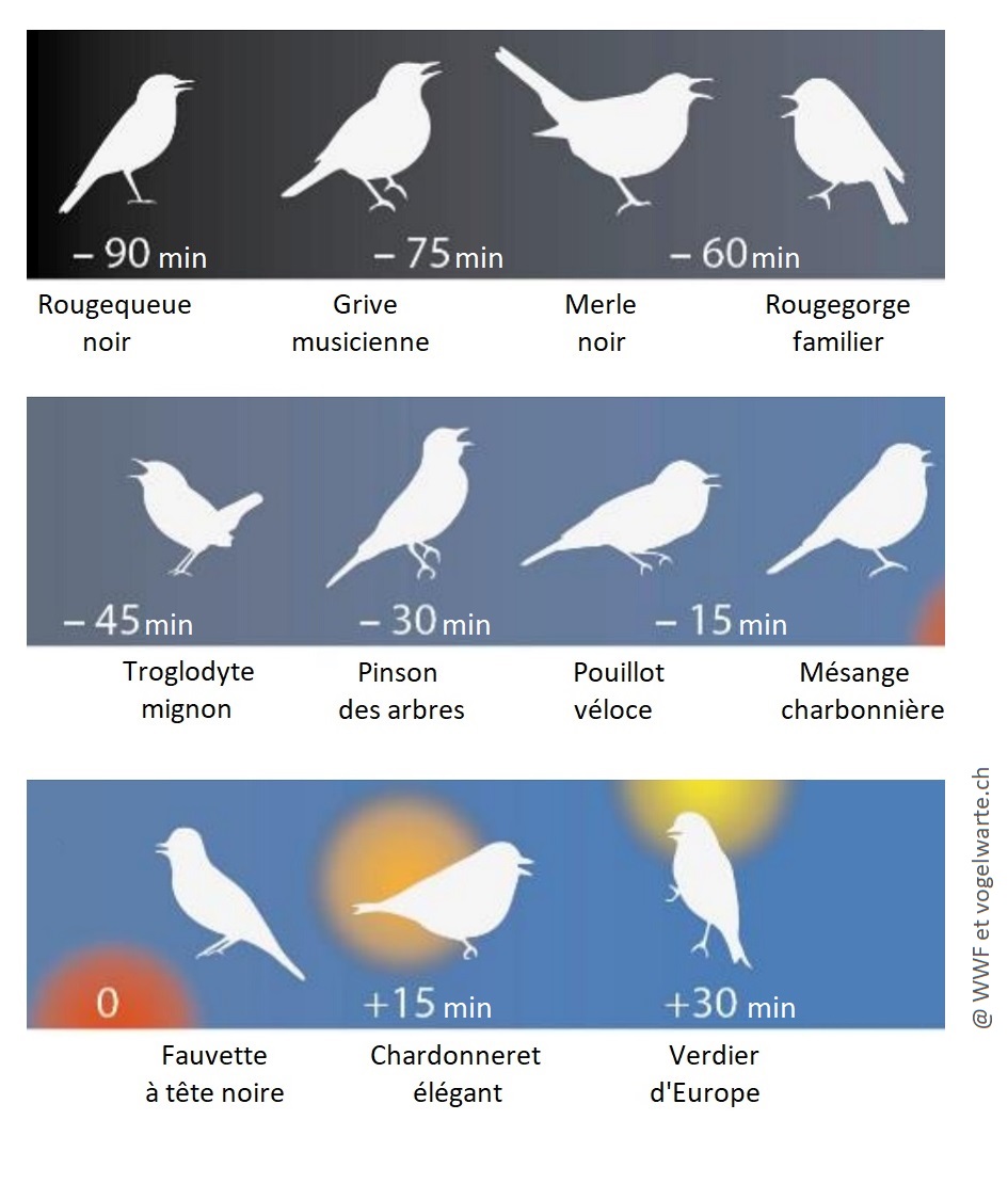 L'horloge ornithologique