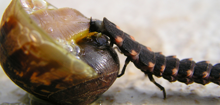 Eine Leuchtkäferlarve macht sich über eine Schnecke her