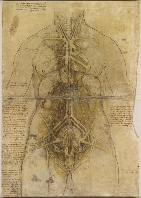 Croquis du système cardio vaculaire d'une femme