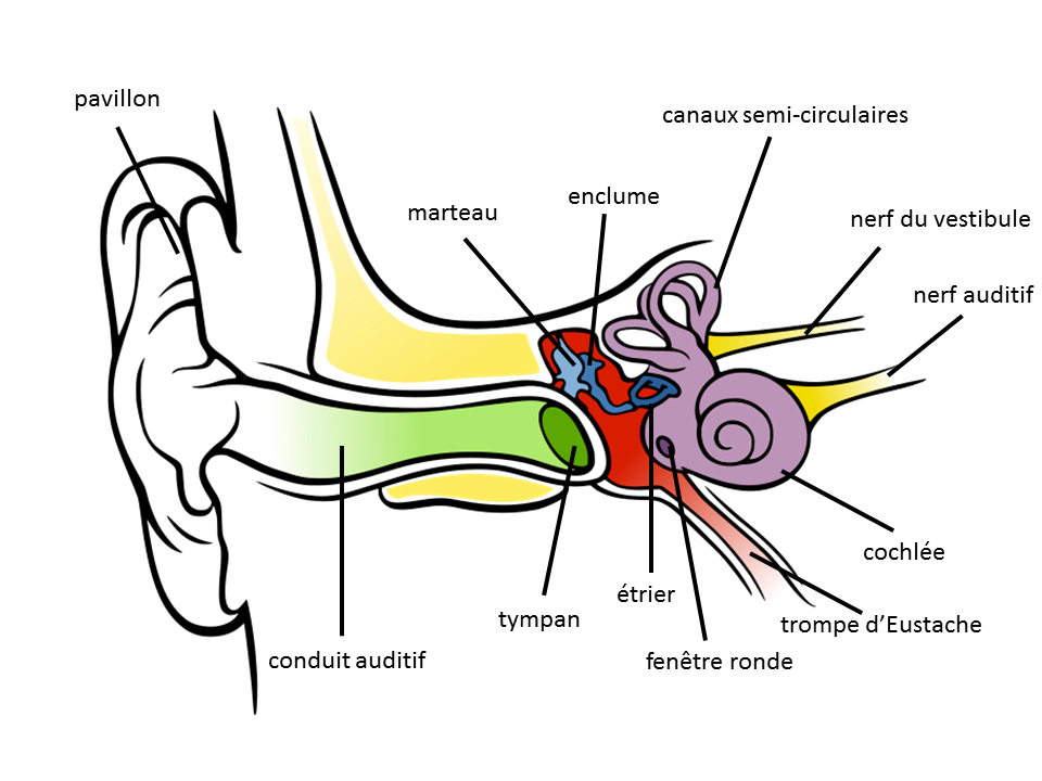 Schéma de l'oreille externe, moyenne et interne de l’être humain