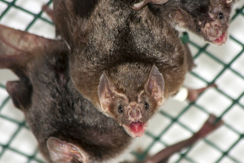 Chauves-souris dans un zoo