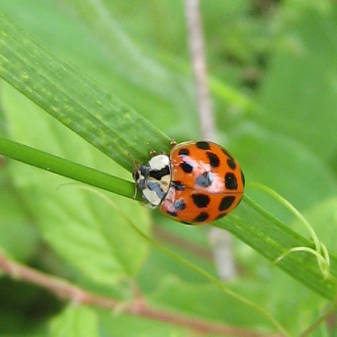 Coccinelle asiatique