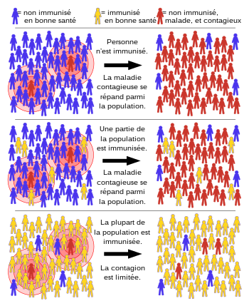 Schéma montrant comment le développement de l'immunité collective stoppe la propagation de la maladie