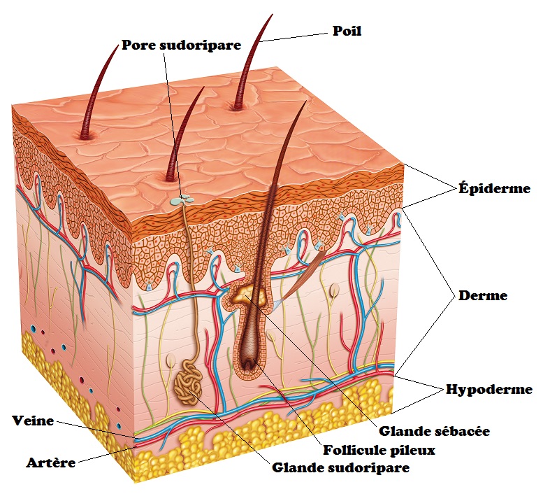 Schéma illustrant les couches de la peau et ses spécificités