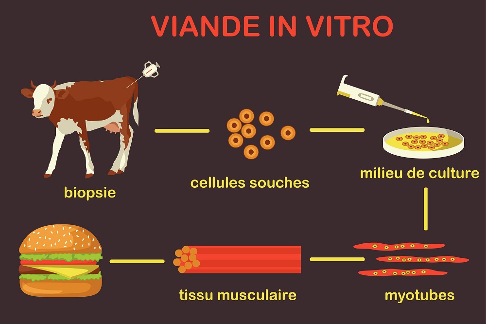 Viande in vitro: prélever des cellules de l'animal puis les cultiver en laboratoire et enfin les compresser pour former un steak