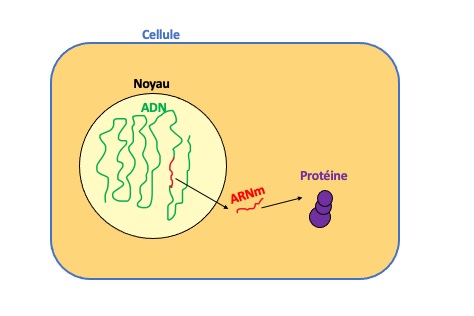 Cellule