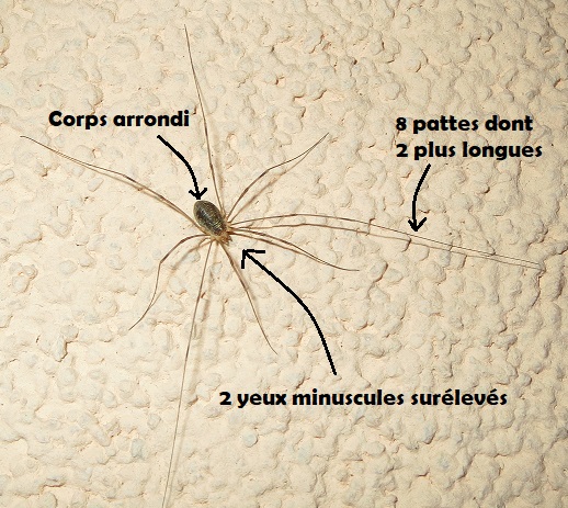 Corps arrondi, 8 pattes dont 2 plus longues, 2 yeux minuscules surélevés