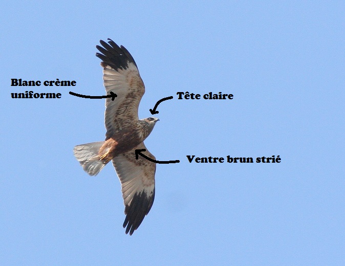 Tête claire, ventre brun strié, blanc crème uniforme