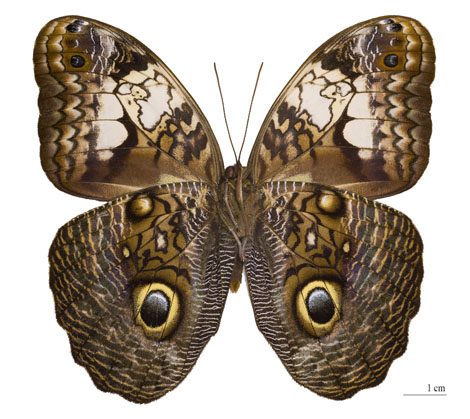 Farfalla con grandi macchie a forma di occhi