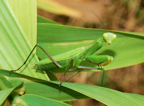 Mantide religiosa su una foglia