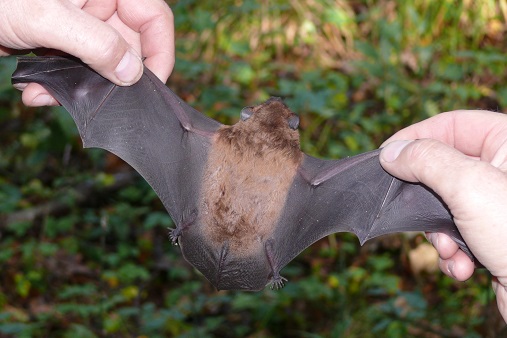 La grande noctule peut voler vite