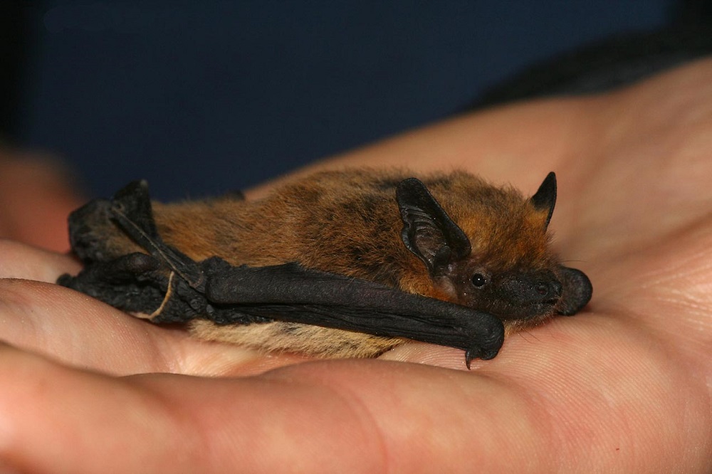 La pipistrelle commune est une chauve-souris de taille modeste