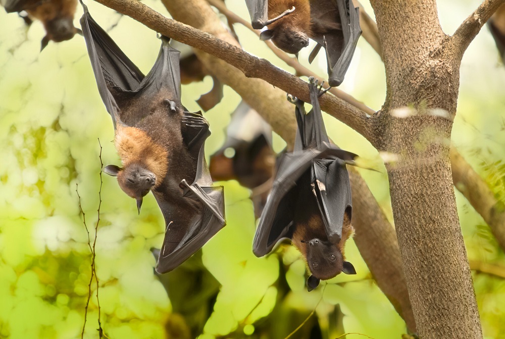 De grandes chauves-souris renard suspendues dans un arbre