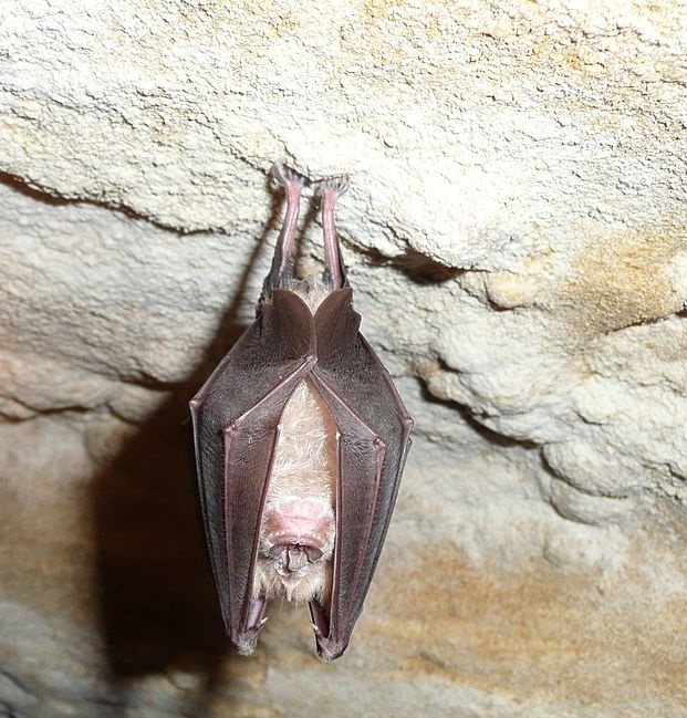 Cette chauve-souris ressemble à Dracula mais ne mange que des insectes ou des araignées.