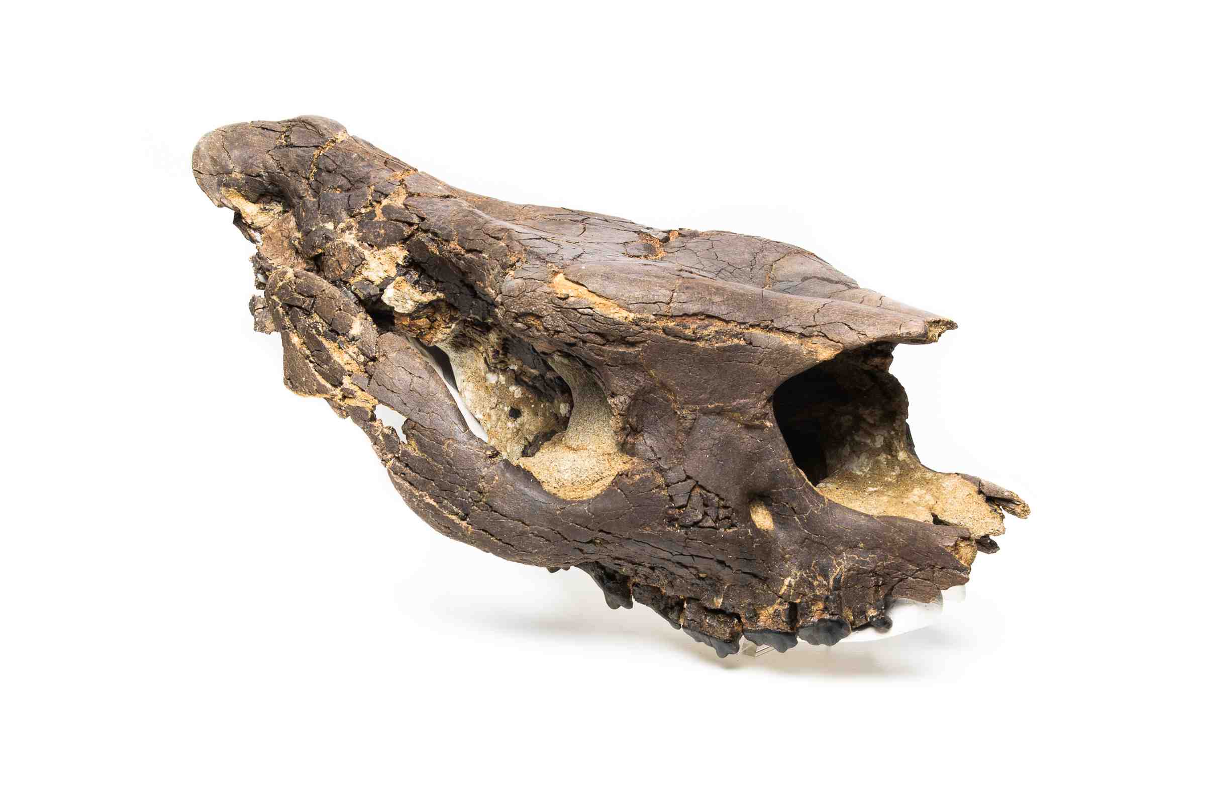 Foto eines Schädels von Molassitherium delemontense