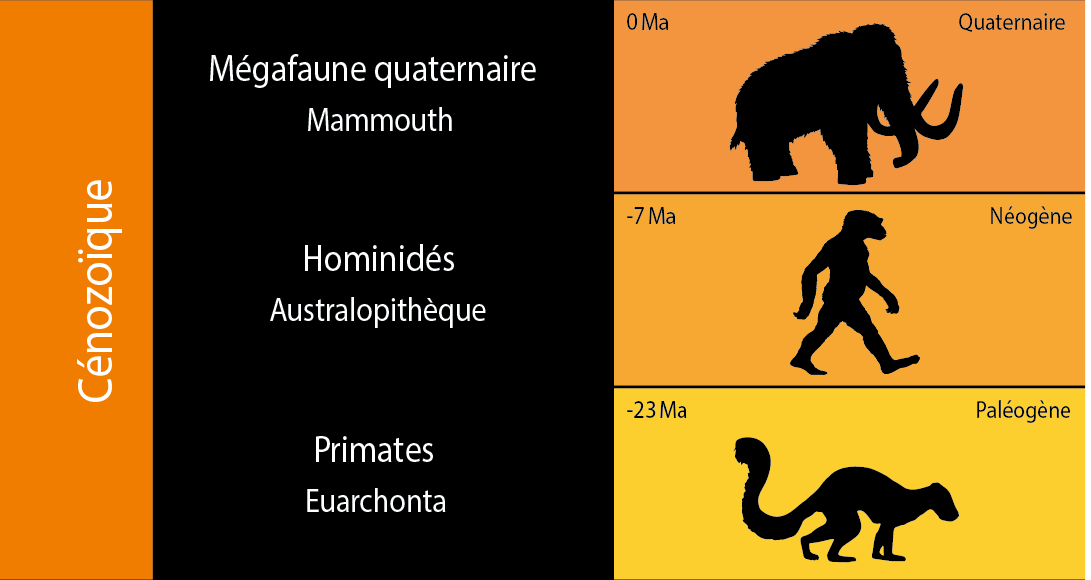 Schéma montrant les trois périodes formant l'ère du Cénozoïque et les groupes majeurs d'espèces apparues pendant chaque période.