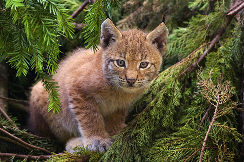 Un bébé lynx boréal