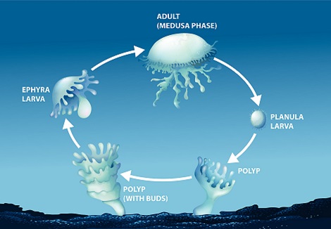 Illustration du cycle de vie d’une méduse.