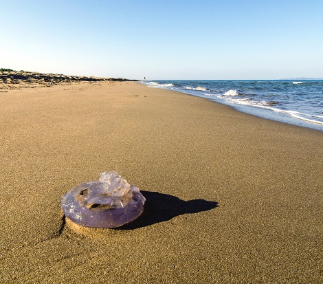 Méduse échouée sur une plage