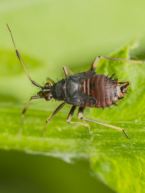 Collembole, acrobate de voltige