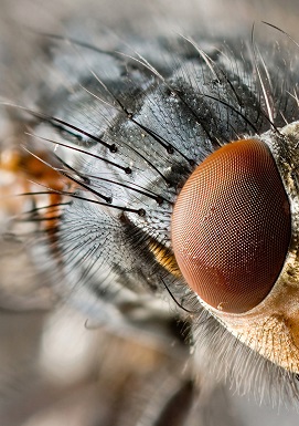 demi-portrait d'une mouche