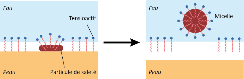 Schéma montrant comment le savon enlève le gras de la peau