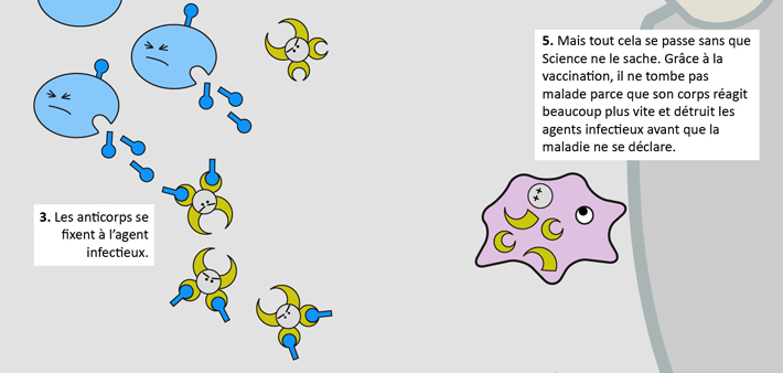 BD qui explique ce qui se passe dans le corps lors d'une vaccination