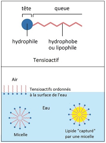 Le savon lave car il permet de solubiliser dans l'eau les particules de graisse qui sont hydrophobes