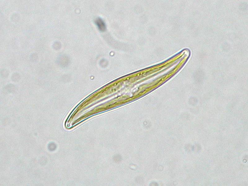 Algue Gyrosigma vue au microscope