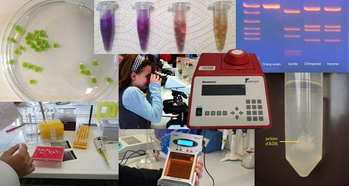 La plateforme BiOutils propose toute une palette d'expériences de biologie moléculaire et de microbiologie.