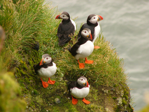 pingouins d'islande