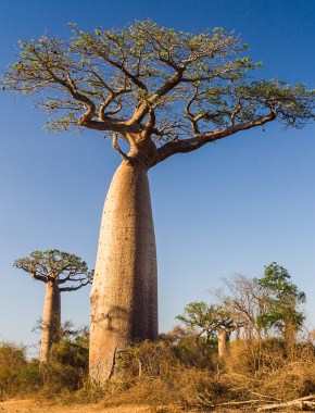 Baobab